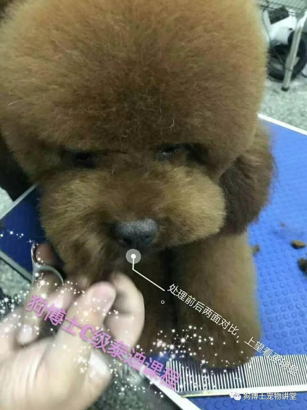 泰迪犬圆头修剪教程